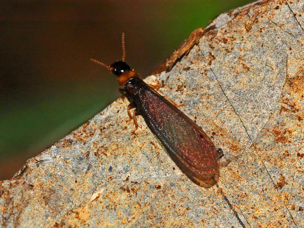Termite alata tutta sola: sessuato di Kalotermes flavicollis